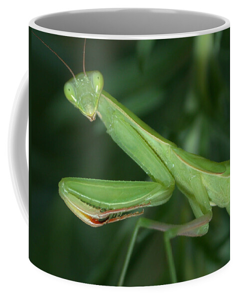 Praying Mantis Coffee Mug featuring the photograph Seeing Green by Shane Bechler