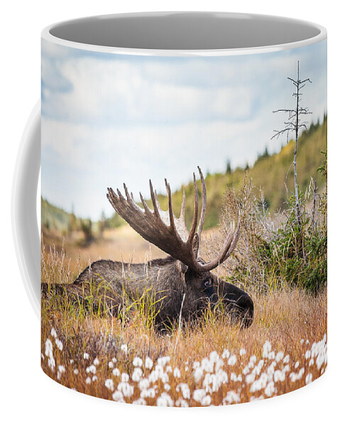 Alaska Coffee Mug featuring the photograph Serious Lady-Watching by Tim Newton