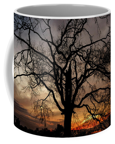 Shadow Coffee Mug featuring the photograph Shadow Tree by Brett Engle