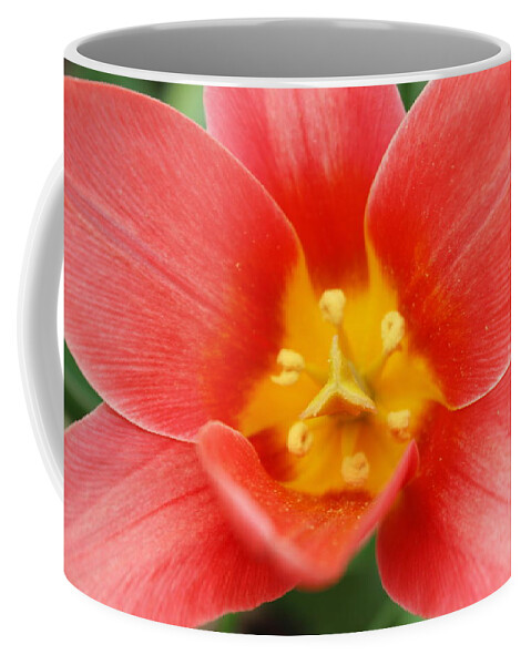 Skompski Coffee Mug featuring the photograph Shakespeare Tulip by Joseph Skompski