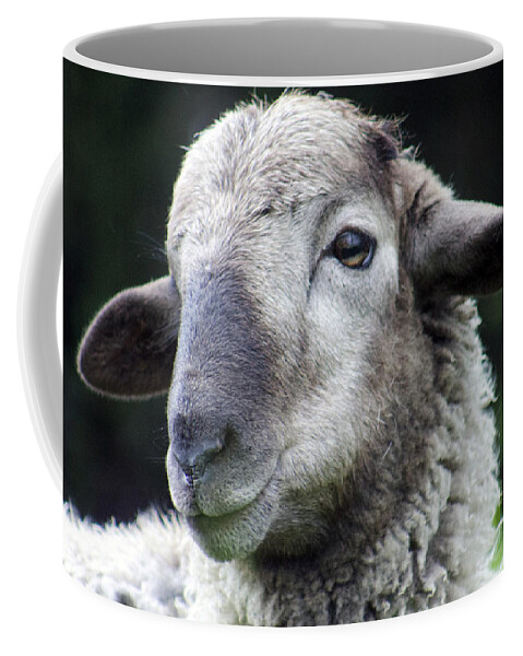 Sheep Coffee Mug featuring the photograph Sheep by Lily K