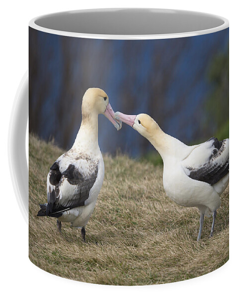 536846 Coffee Mug featuring the photograph Short-tailed Albatrosses Displaying by Tui De Roy