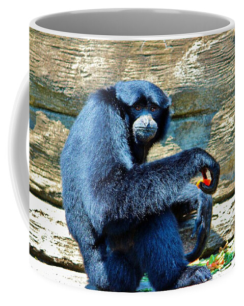Hylobates Syndactylus Coffee Mug featuring the photograph Siamang Having A Snack by Cynthia Guinn