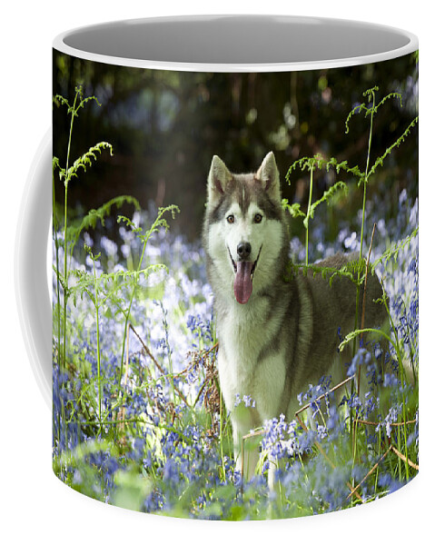 Dog Coffee Mug featuring the photograph Siberian Husky In Bluebells by John Daniels