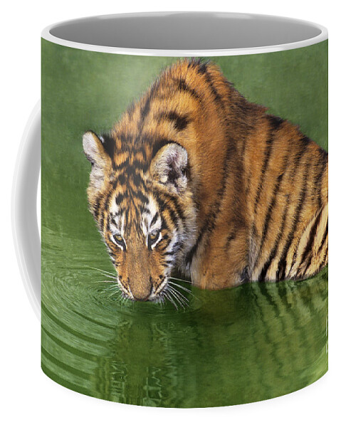 Siberian Tiger Coffee Mug featuring the photograph Siberian Tiger Cub in Pond Endangered Species Wildlife Rescue by Dave Welling