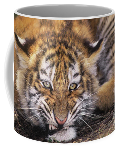Siberian Tiger Coffee Mug featuring the photograph Siberian Tiger Cub Panthera Tigris Altaicia Wildlife Rescue by Dave Welling
