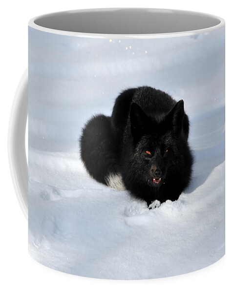 Red Fox Coffee Mug featuring the photograph Silver Tip Fox 2 by Matt Swinden