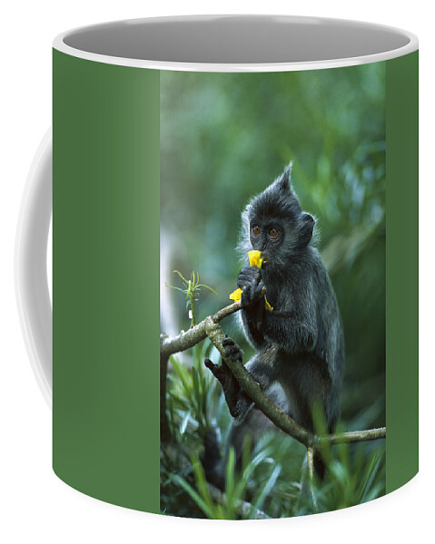 00620188 Coffee Mug featuring the photograph Silvered Leaf Monkey Eating Flowers by Cyril Ruoso