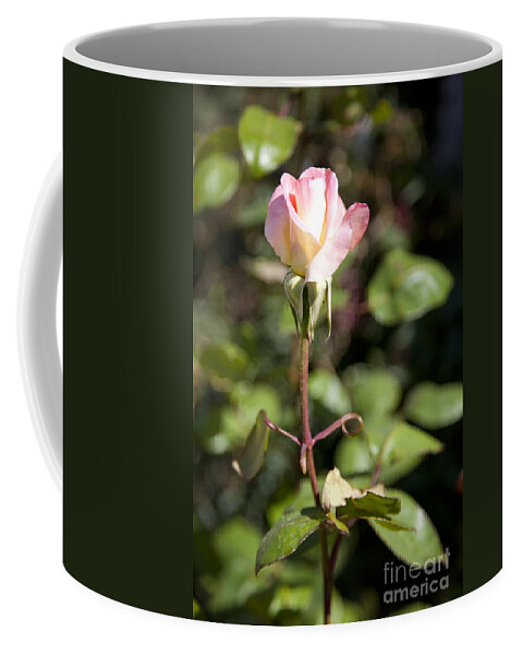 Pink Photographs Coffee Mug featuring the photograph Single Rose by David Millenheft