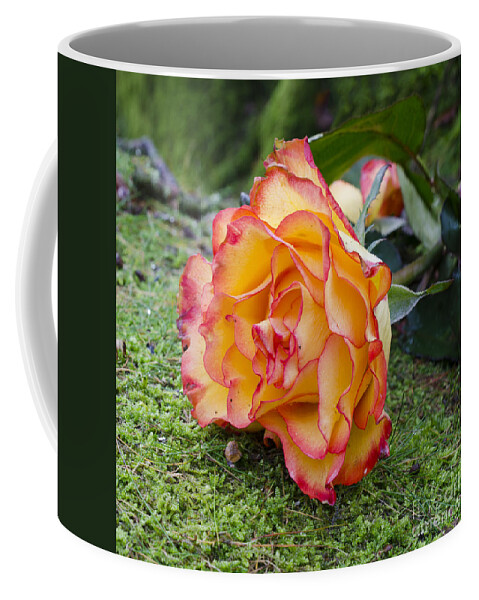 Rose Coffee Mug featuring the photograph Single rose by Steev Stamford