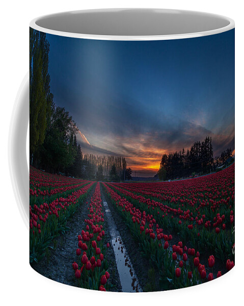 Tulip Fields Coffee Mug featuring the photograph Skagit Valley Evenings Close by Mike Reid