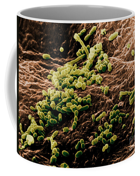 Sem Coffee Mug featuring the photograph Skin Bacteria, Sem by David M. Phillips