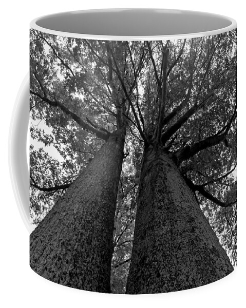 Trees Coffee Mug featuring the photograph Skyward by Jackson Pearson