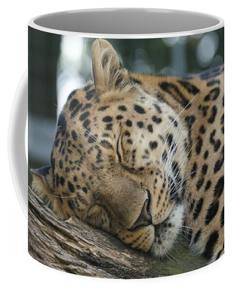 Sleeping Coffee Mug featuring the photograph Sleeping Leopard by Chris Boulton