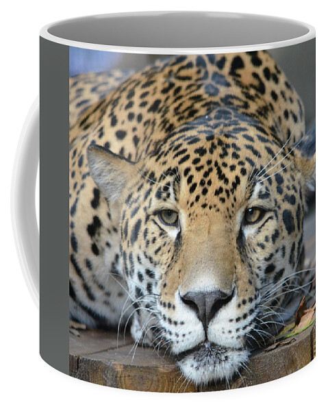 Jaguar Coffee Mug featuring the photograph Sleepy Jaguar by Richard Bryce and Family