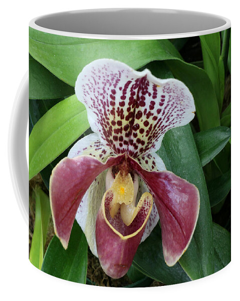 Slipper Orchid Coffee Mug featuring the photograph Slipper Orchid 1 by Allen Beatty