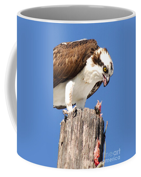Osprey Coffee Mug featuring the photograph Sloppy by Quinn Sedam