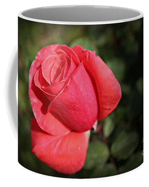 Rose Coffee Mug featuring the photograph Slowly Opening by Clare Bevan