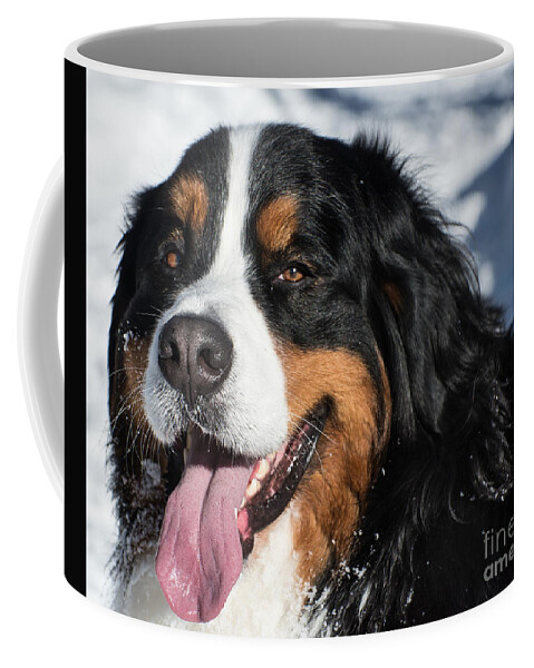 Bernese Coffee Mug featuring the photograph Smiling Bernese Mountain Dog in Winter Snow by Gary Whitton