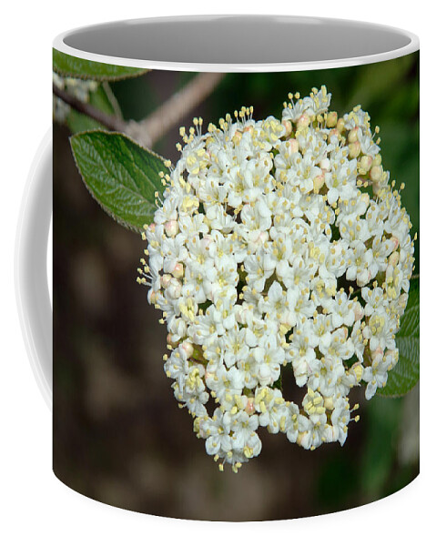 Berries Coffee Mug featuring the photograph Smooth Blackhaw by John W. Bova