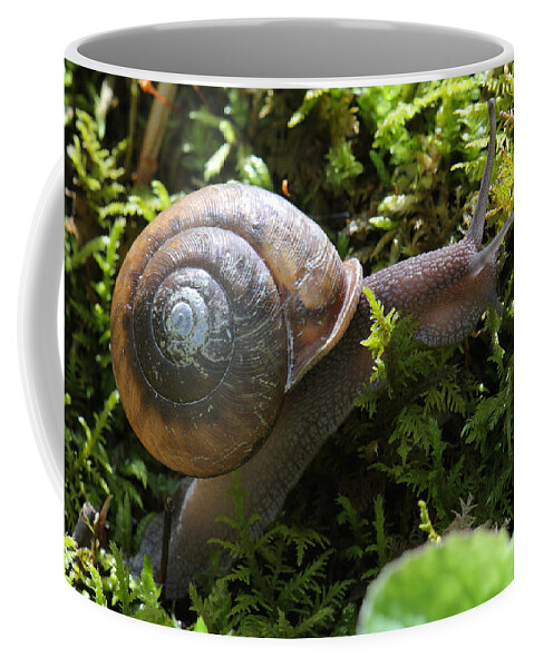 Snail In Moss Coffee Mug featuring the photograph Snail In Moss by Daniel Reed