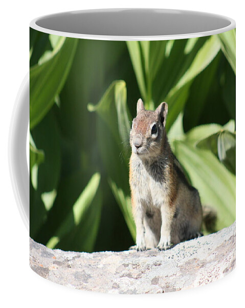 Chipmunk Coffee Mug featuring the photograph Sneaking Up by Brandi Mavretic
