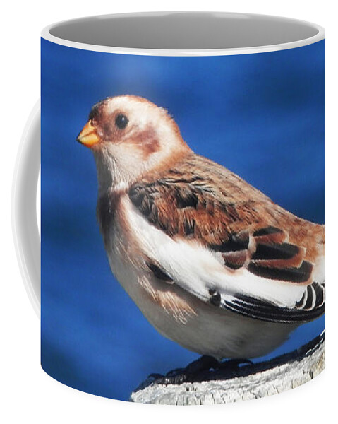 Snow Bunting Coffee Mug featuring the photograph Snow Bunting by Zinvolle Art