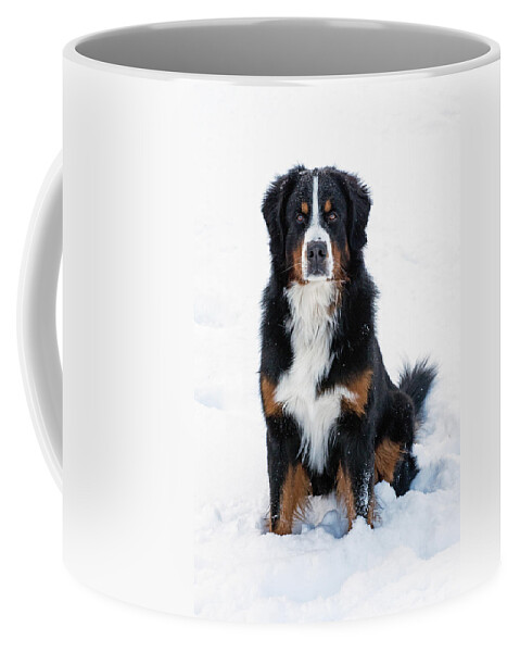 Bernese Mountain Dog Coffee Mug featuring the photograph Snow Dog II by Jim Zablotny