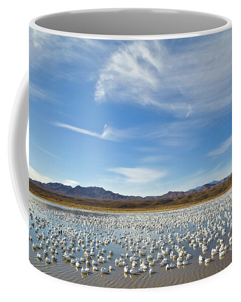 00536710 Coffee Mug featuring the photograph Snow Geese Bosque Del Apache by Yva Momatiuk John Eastcott