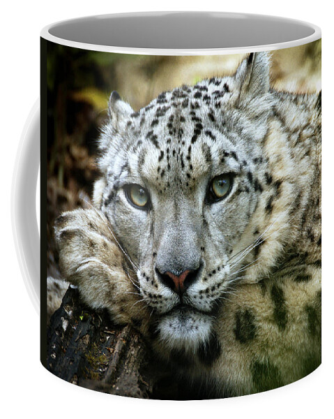 Animal Coffee Mug featuring the photograph Snow Leopard by Chris Boulton