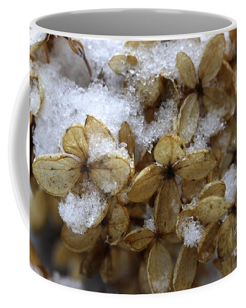 Snow Coffee Mug featuring the photograph Snow on hydrangea by Jim Gillen
