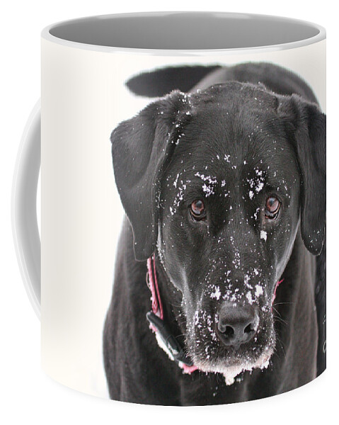 Black Coffee Mug featuring the photograph Snowball by Jayne Carney