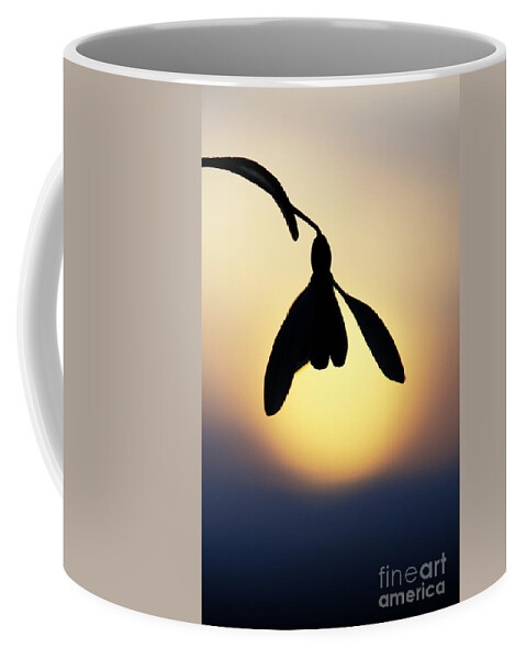 Snowdrop Coffee Mug featuring the photograph Snowdrop Silhouette by Tim Gainey