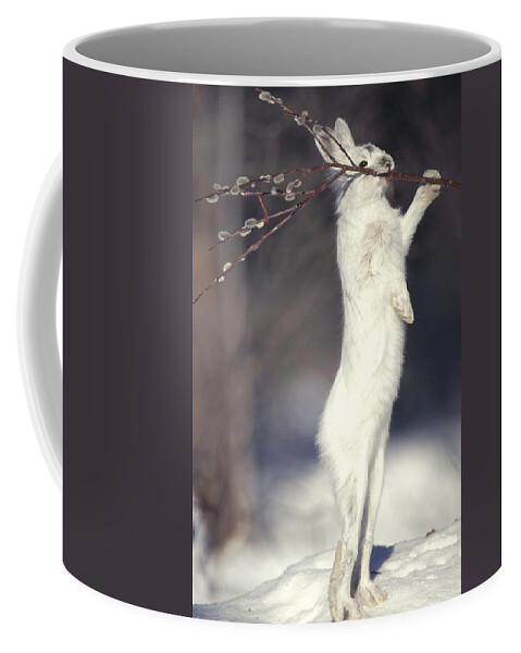 Feb0514 Coffee Mug featuring the photograph Snowshoe Hare Feeding On Pussy Willow by Michael Quinton