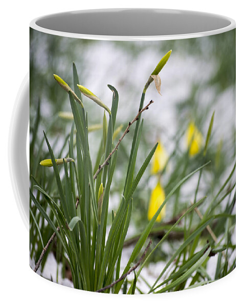 Daffodils Coffee Mug featuring the photograph Snowy Daffodils by Spikey Mouse Photography