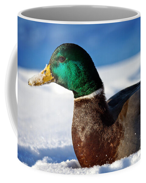 Duck Coffee Mug featuring the photograph Snowy Mallard by Eleanor Abramson