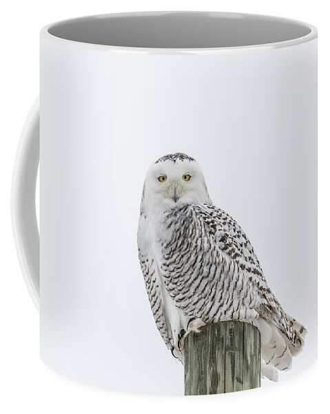 Snowy Owl (bubo Scandiacus) Coffee Mug featuring the photograph Snowy Owl 2014 1 by Thomas Young