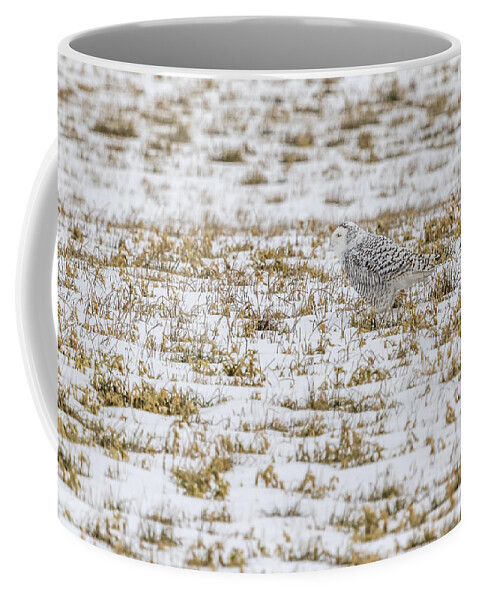 Snowy Owl Coffee Glass Tumbler - 16oz — Snowy Owl Coffee Roasters