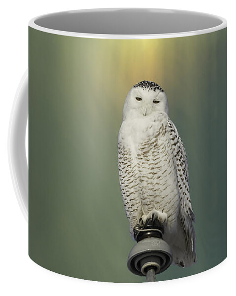 Snowy Owl (bubo Scandiacus) Coffee Mug featuring the photograph Snowy Owl And Aurora Borealis by Thomas Young