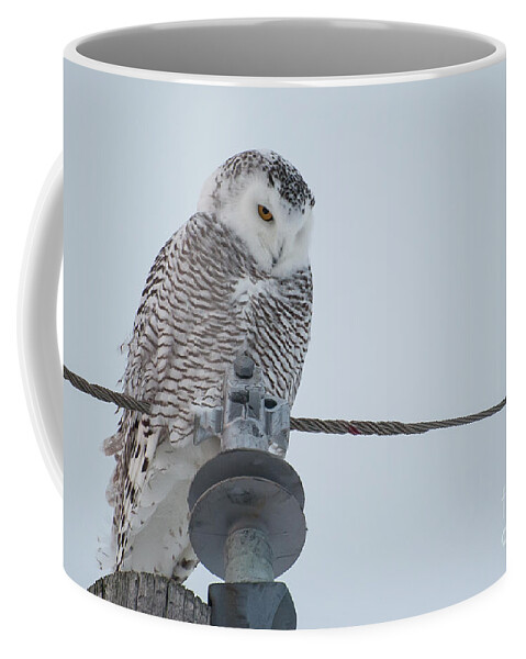 Owl Coffee Mug featuring the photograph Snowy Owl by Bianca Nadeau