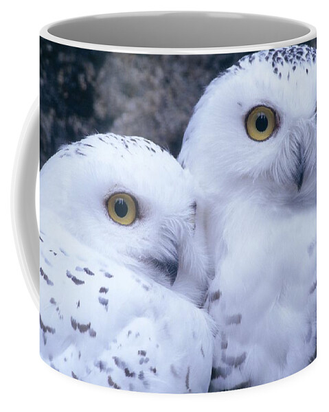 Snowy Owls Coffee Mug featuring the photograph Snowy Owls by Paal Hermansen