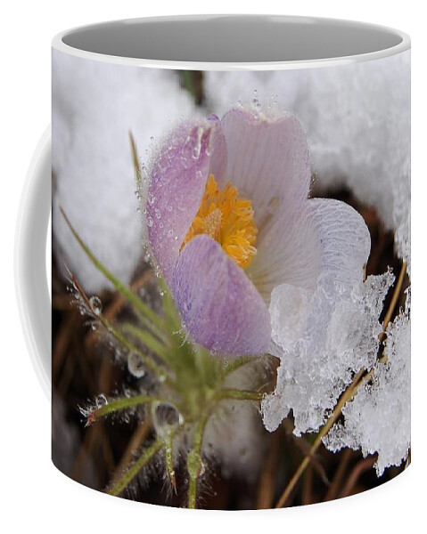 Dakota Coffee Mug featuring the photograph Snowy Pasqueflower by Greni Graph
