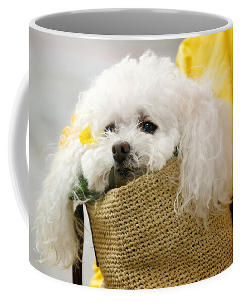 Animal Coffee Mug featuring the photograph Snuggled Poodle Dog by Donna Doherty