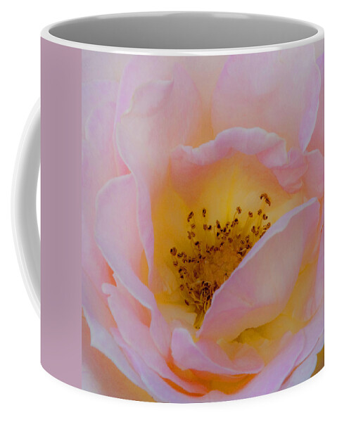Shabby Chic Coffee Mug featuring the photograph Softly Rose by Theresa Tahara