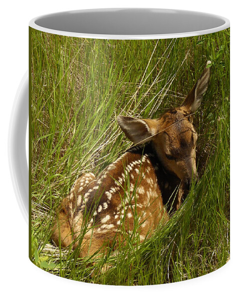 Fawn Coffee Mug featuring the photograph Something I Stumbled On by Jeff Swan