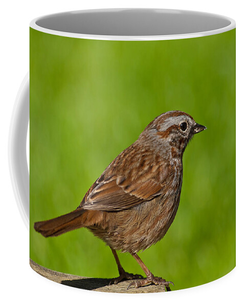 Animal Coffee Mug featuring the photograph Song Sparrow on a Log by Jeff Goulden