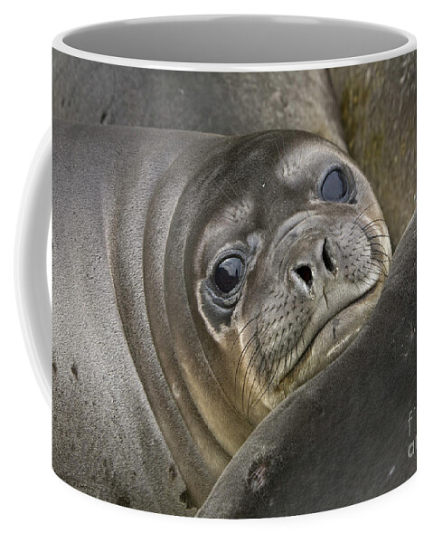 00345917 Coffee Mug featuring the photograph Southern Elephant Seal Pup by Yva Momatiuk and John Eastcott