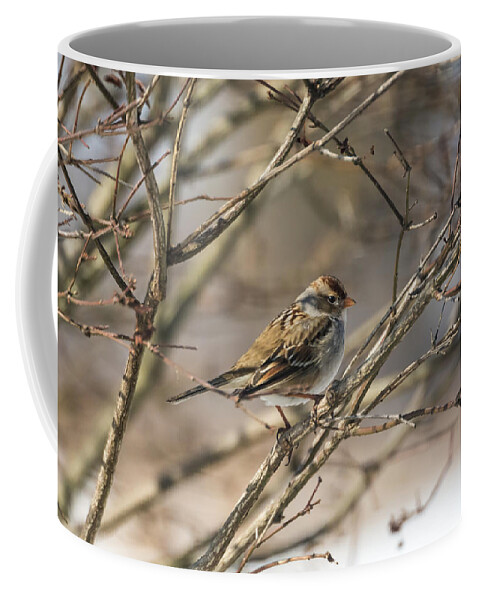 Sparrow Coffee Mug featuring the photograph Sparrow  by Holden The Moment