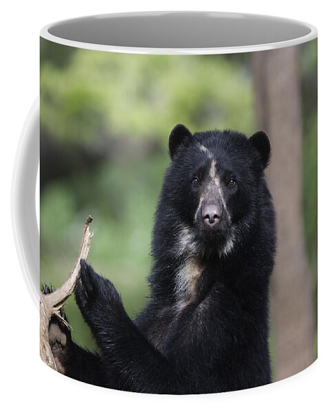 Spectacled Bear Coffee Mug featuring the photograph Spectacled Bear by M. Watson