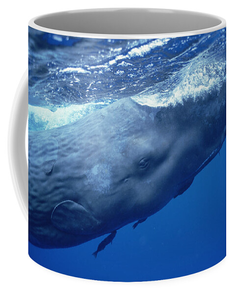 Feb0514 Coffee Mug featuring the photograph Sperm Whale With Remoras Dominica by Flip Nicklin